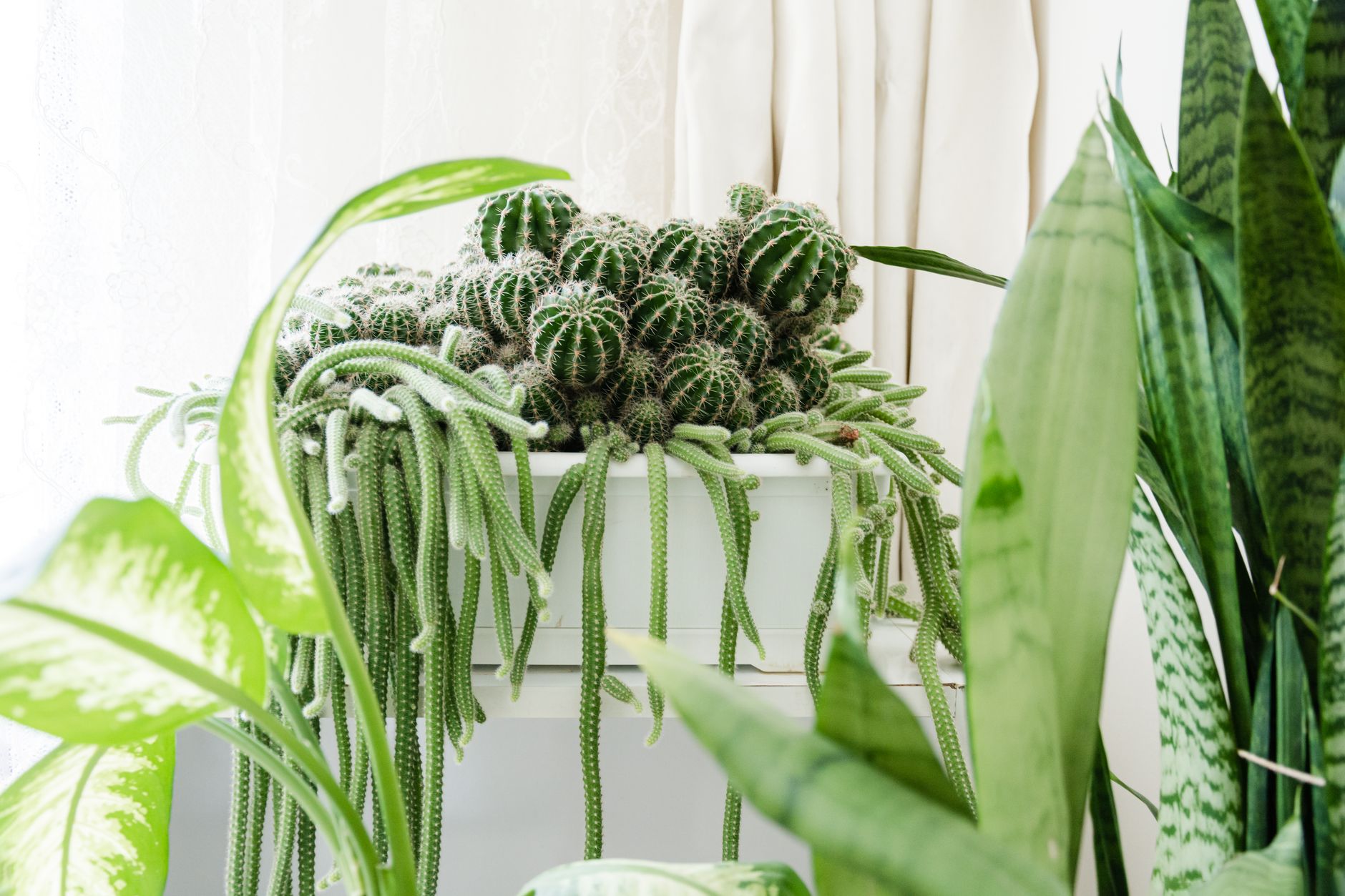 Plantes d’intérieur faciles à vivre
