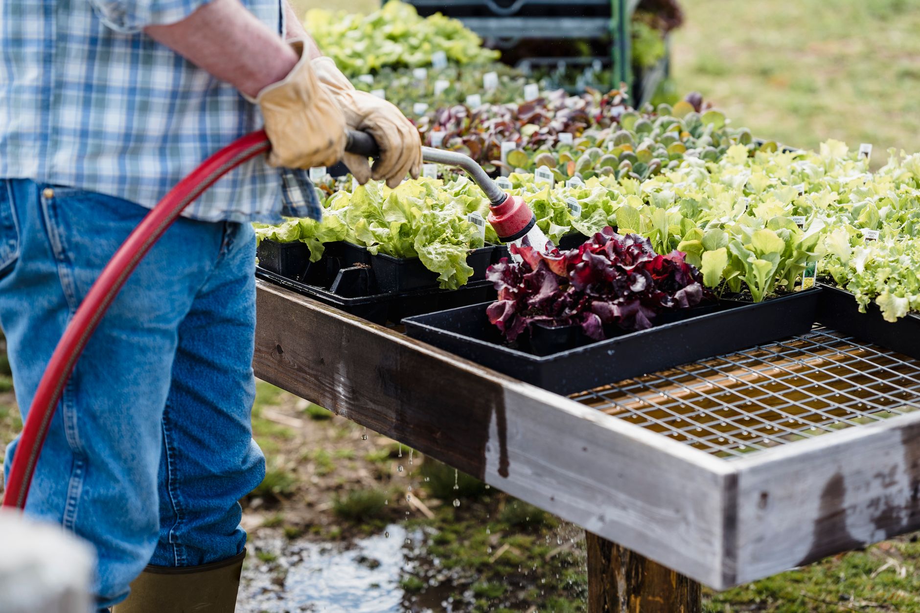 Démarrer un potager : le guide du débutant